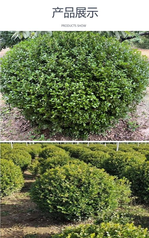 供應(yīng)精品小葉黃楊球與瓜子黃楊球 園林綠化工程的理想之選