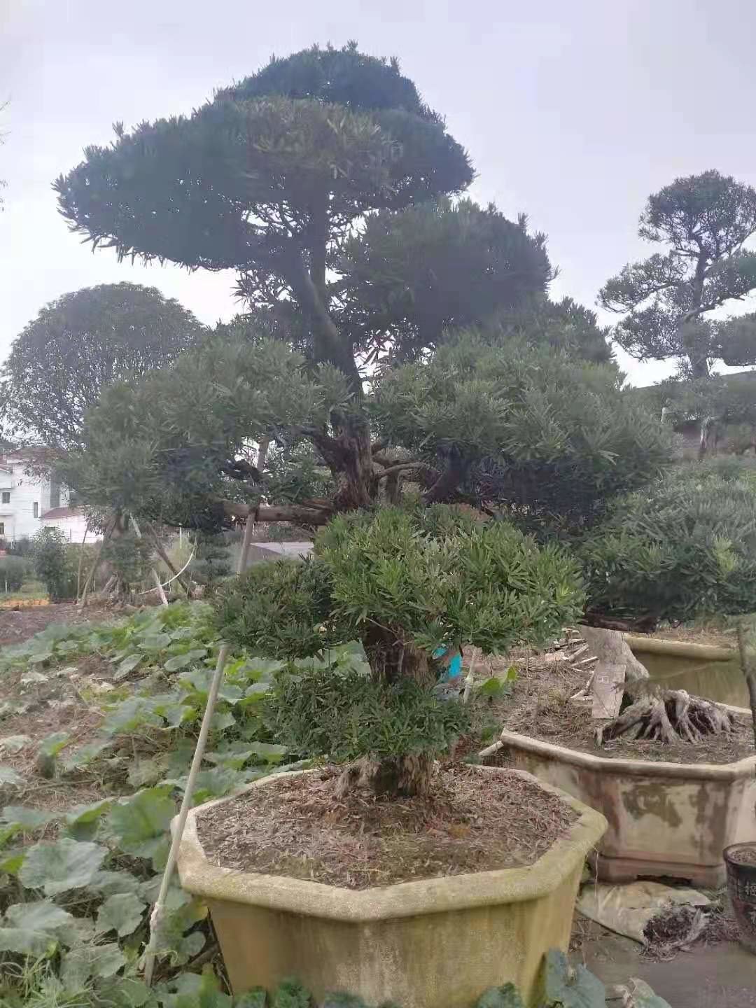 貴陽苗木生產(chǎn)銷售基地 園林綠化工程的核心支撐